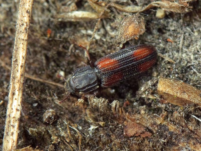 Bitoma crenata (Fabricius, 1775)